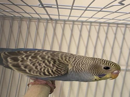 طير بادجي ازرق (رينو)