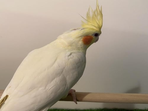 كروان لاتينو