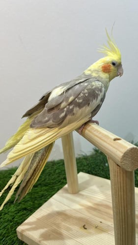 كروان ملكي هجين