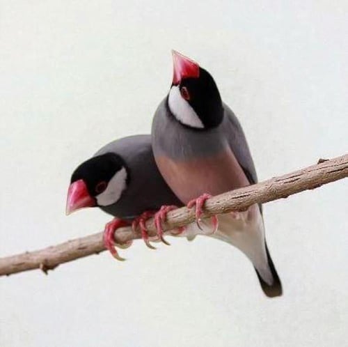 باقة فيشر الفاخرة - ثنائي مختار بعناية ( Padda ory...