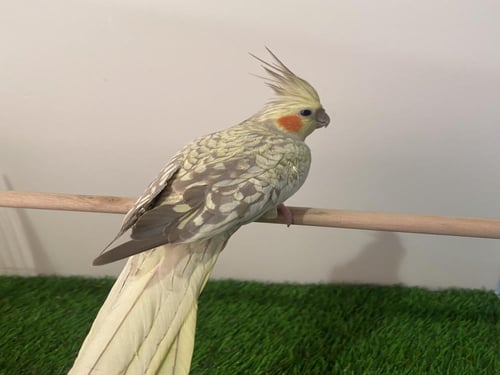 كروان فراشة رمادي