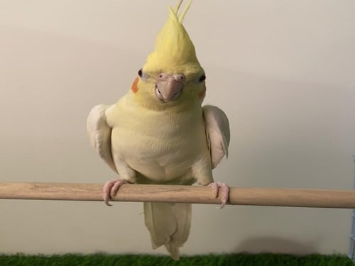 كروان لاتينو