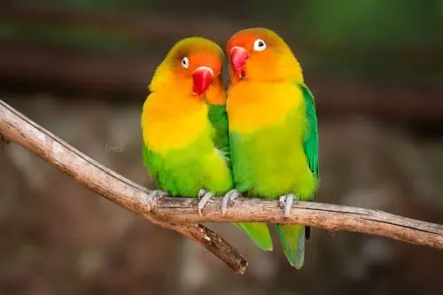 باقة فيشر الفاخرة - ثنائي مختار بعناية ( Padda ory...