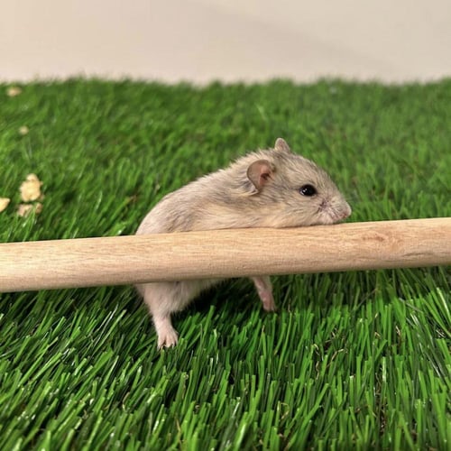 هامستر روسي نورمل