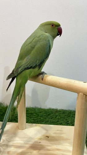 دره هندي آليف ذكر