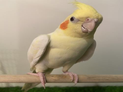 كروان لاتينو