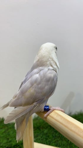 طائر روز سماوي (Lovebird Sky Blue)