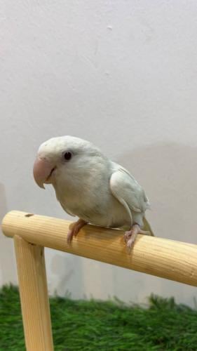 ببغاءروز لاتينو (Lovebird Latino)
