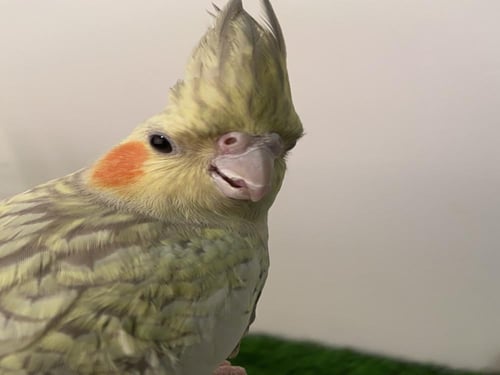 كروان فراشة رمادي