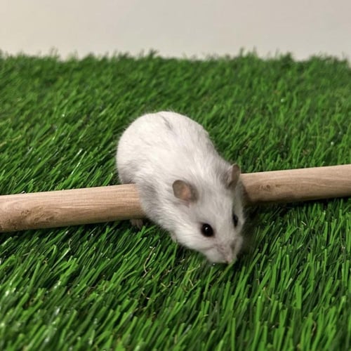 هامستر روسي رمادي ابيض