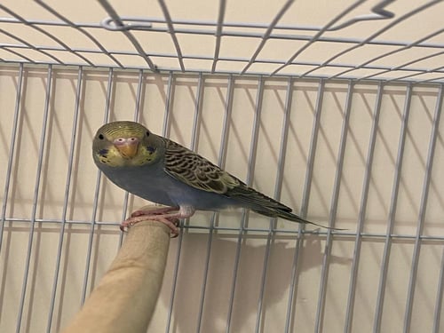 طير بادجي ازرق (رينو)