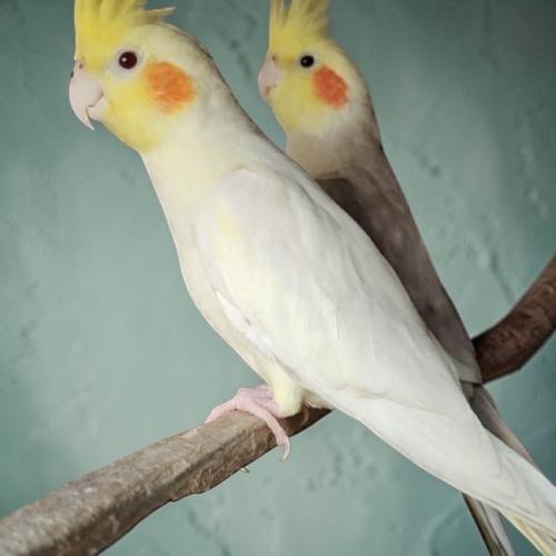 باقة كروان الفاخرة - ثنائي مختار بعناية ( Cockatie...