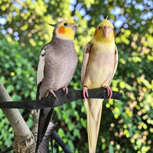 باقة كروان الفاخرة - ثنائي مختار بعناية ( Cockatie...