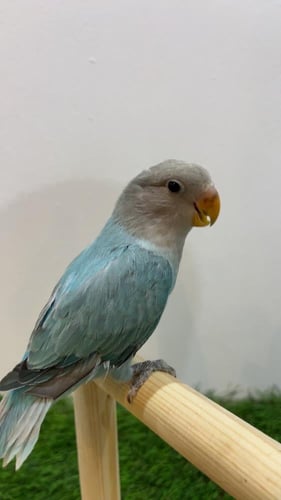 طائر روز أزرق (Lovebird Blue)