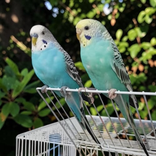 باقة بادجي الفاخرة - ثنائي مختار بعناية ( Padda or...