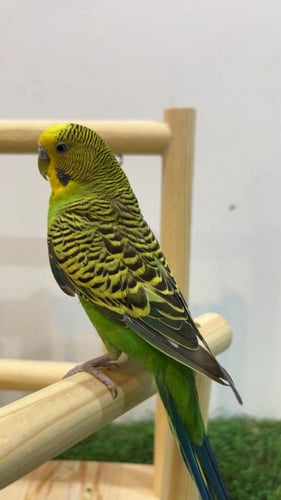 طائر بادجي اخضر