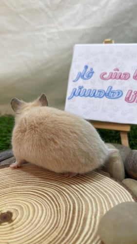 هامستر بيج سوري (Syrian Hamster Beige)