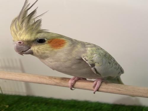 كروان فراشة رمادي