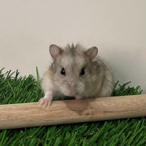 هامستر روسي نورمل