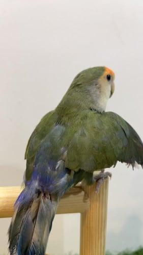 طائر روز أخضر وايت فيس أليف مع 250 جم أكل مجاني