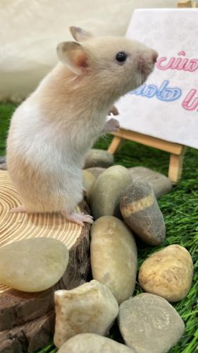هامستر بيج أبيض سوري (Syrian Hamster Beige White)