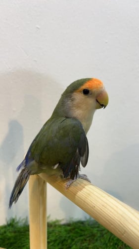 طائر روز أخضر وايت فيس أليف مع 250 جم أكل مجاني