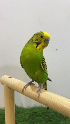 طائر بادجي اخضر