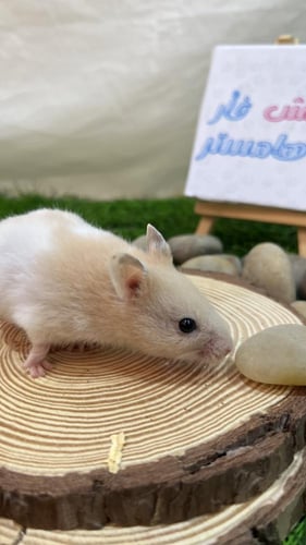 هامستر بيج أبيض سوري (Syrian Hamster Beige White)