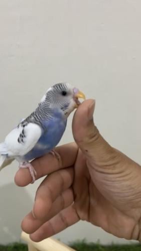 ببغاء بادجي اليف
