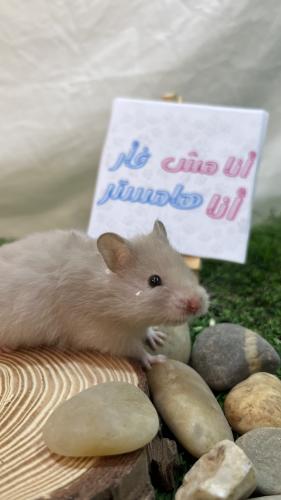هامستر رمادي سوري (Syrian Hamster Gray)