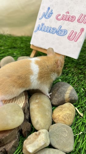 هامستر برتقالي أبيض سوري (Syrian Hamster Orange Wh...