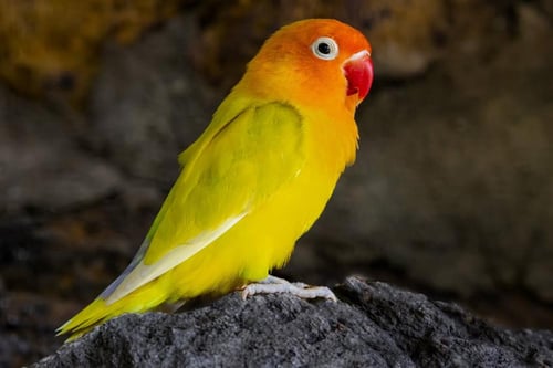 باقة فيشر الفاخرة - ثنائي مختار بعناية ( Padda ory...