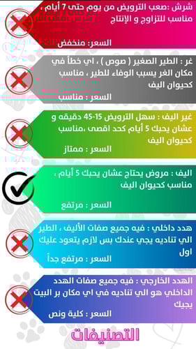 طائر روز سماوي (Lovebird Sky Blue)