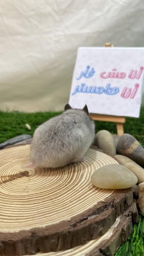هامستر رمادي مخطط سوري (Syrian Hamster Gray Stripe...