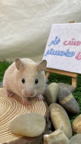 هامستر بيج سوري (Syrian Hamster Beige)