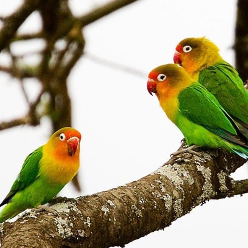 باقة فيشر الفاخرة - ثنائي مختار بعناية ( Padda ory...