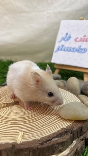 هامستر بيج أبيض سوري (Syrian Hamster Beige White)