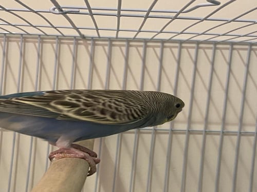 طير بادجي ازرق (رينو)