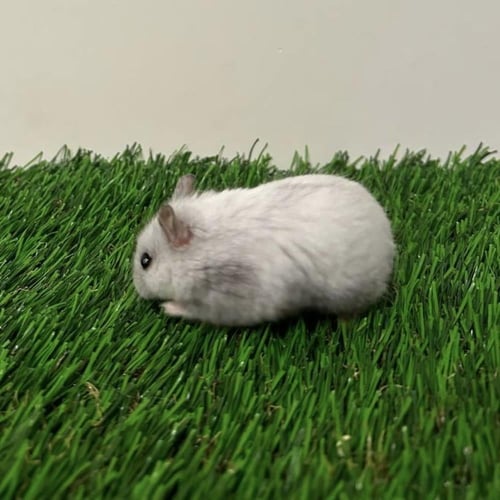 هامستر روسي رمادي ابيض