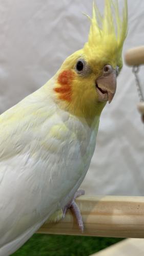 كروان لاتينو