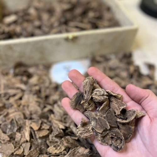 عود ماليزي قديم غابات صباح سوبر مرتفع