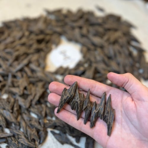 كمبودي تايقر محسن فاخر