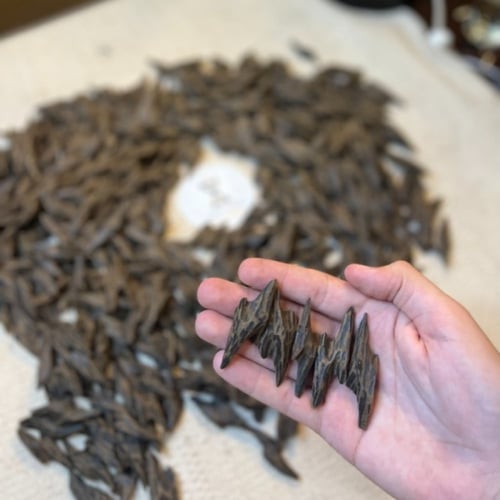 كمبودي تايقر محسن فاخر