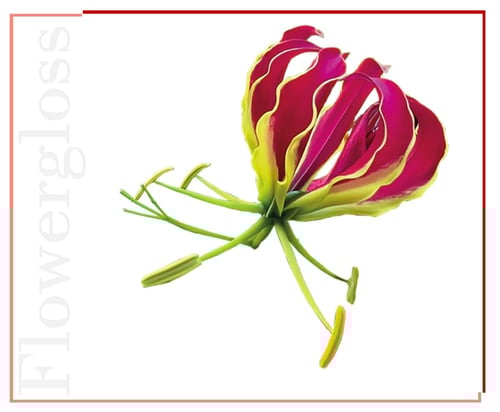 غلوس شفاه نباتي فاخر بنقاء زهرة المجد