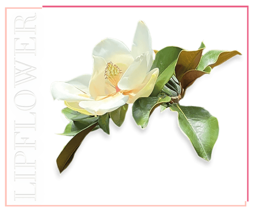 احمر شفاه ماغنوليا مع مسحوق اللؤلؤ