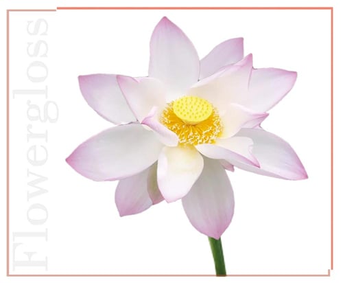 غلوس زهرة اللوتس