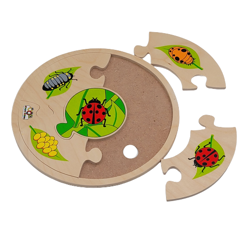 تركيب خشبي - نمو الحشرة