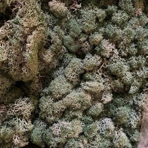 عشب طبيعي للاعمال الفنيه والبحر