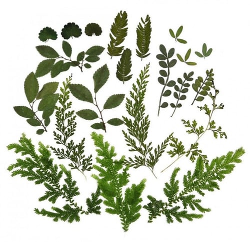 ورد مجفف متوفر عده الوان