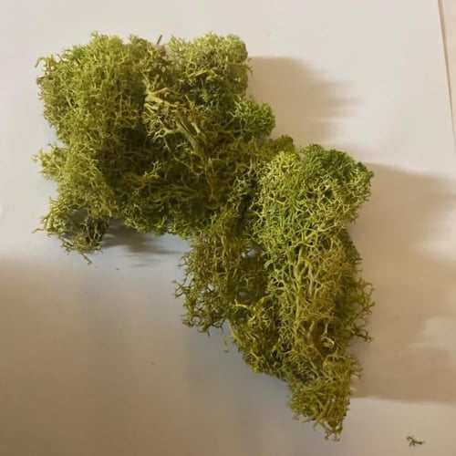 عشب طبيعي للاعمال الفنيه والبحر